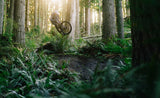Transition Sentinel Carbon Frameset