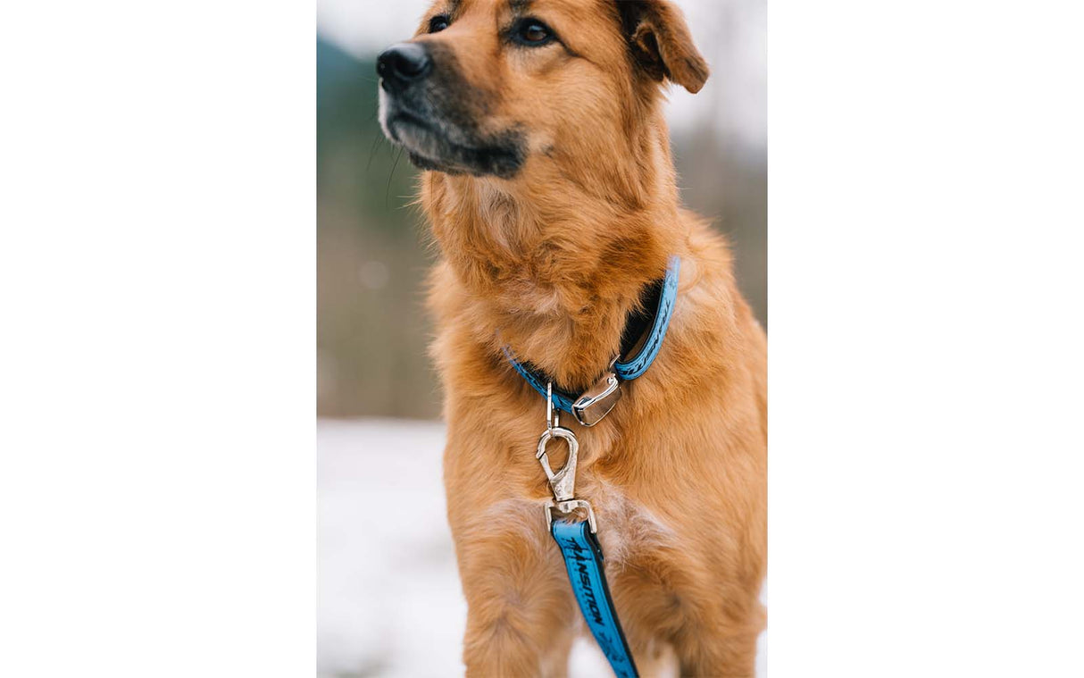 Transition Dog Collar Roller Dawg